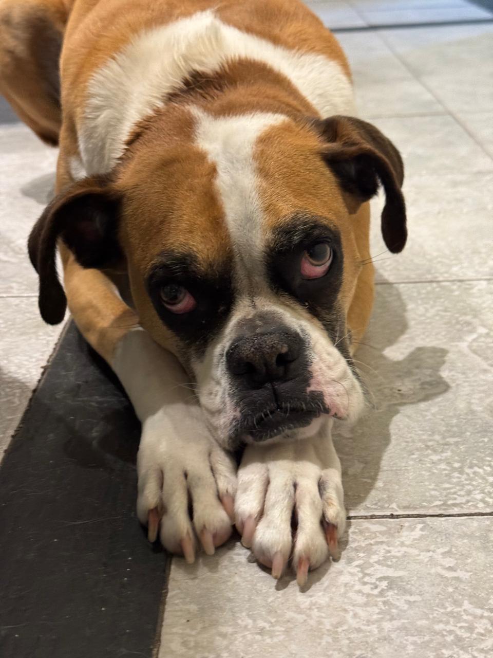 Nina, una caniche